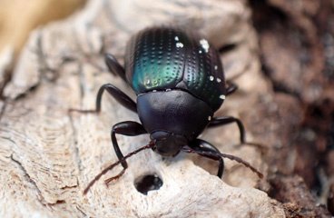Beetle